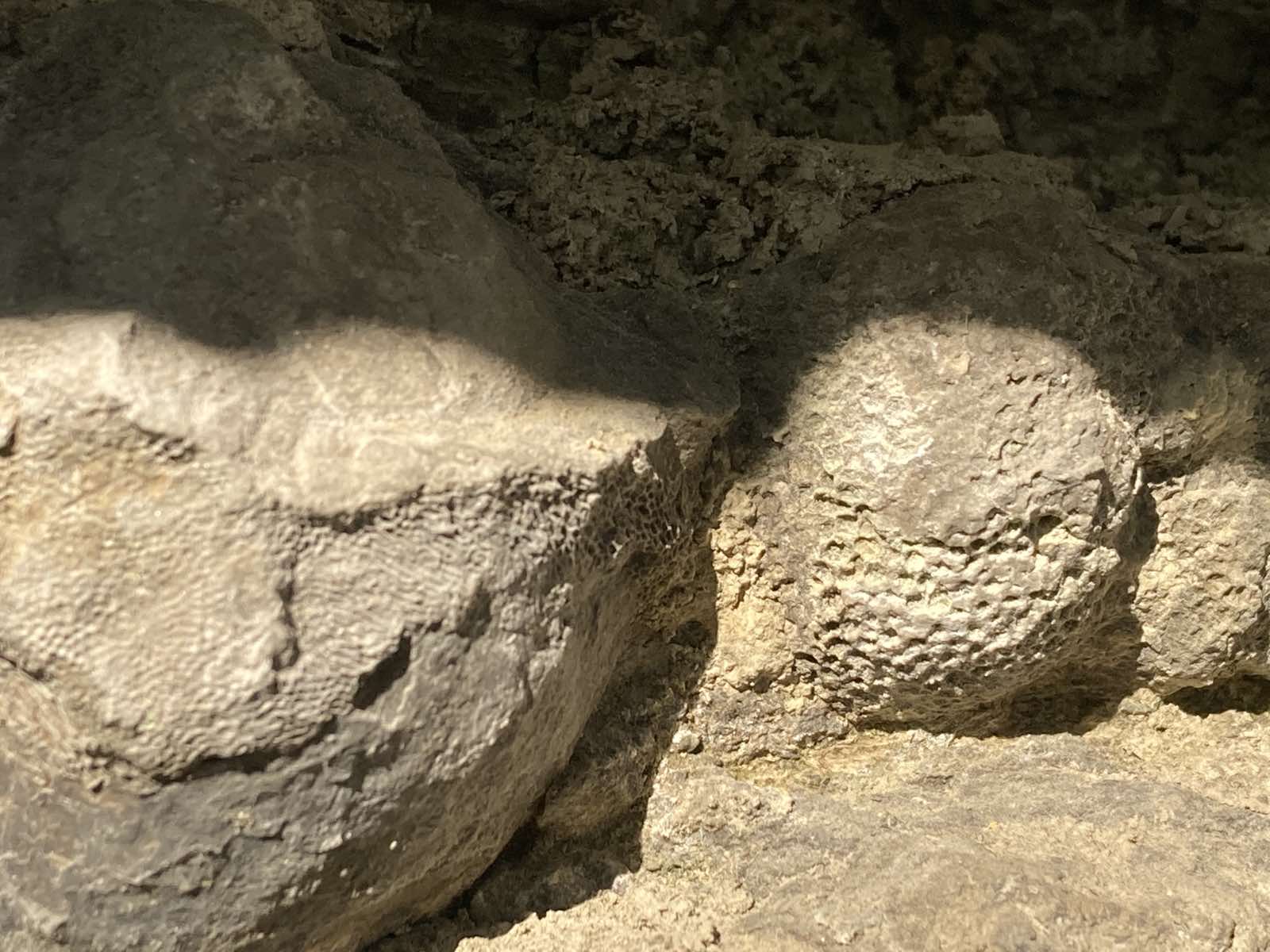 Силур | Fossils