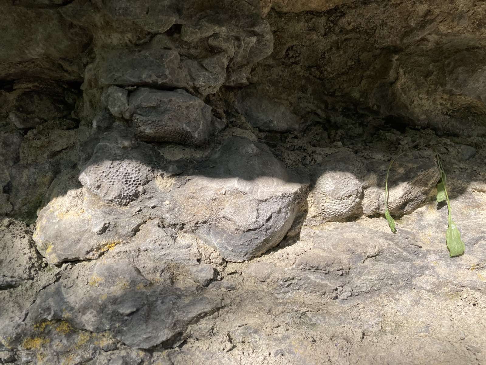 Силур | Fossils