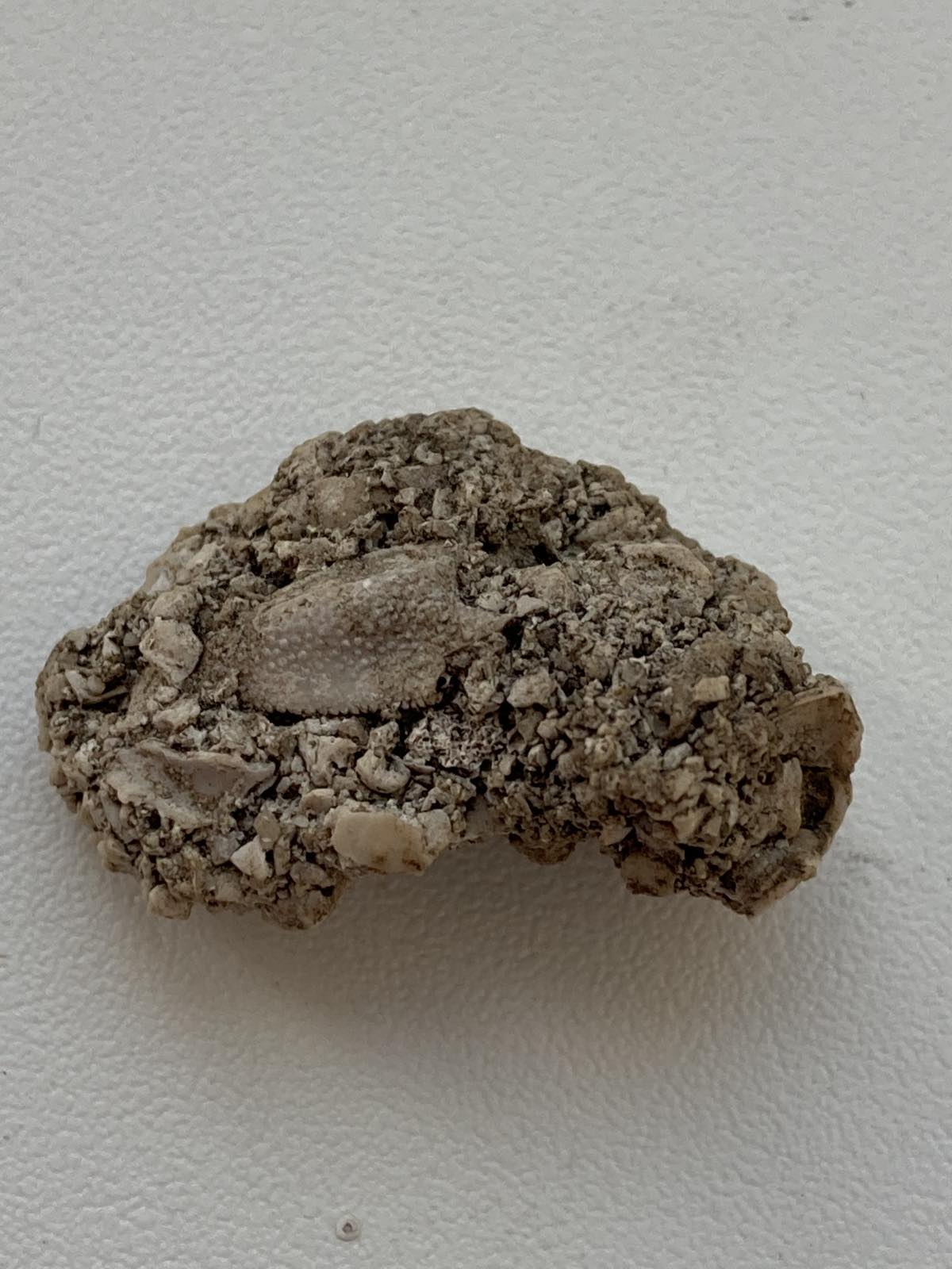 Силур | Fossils
