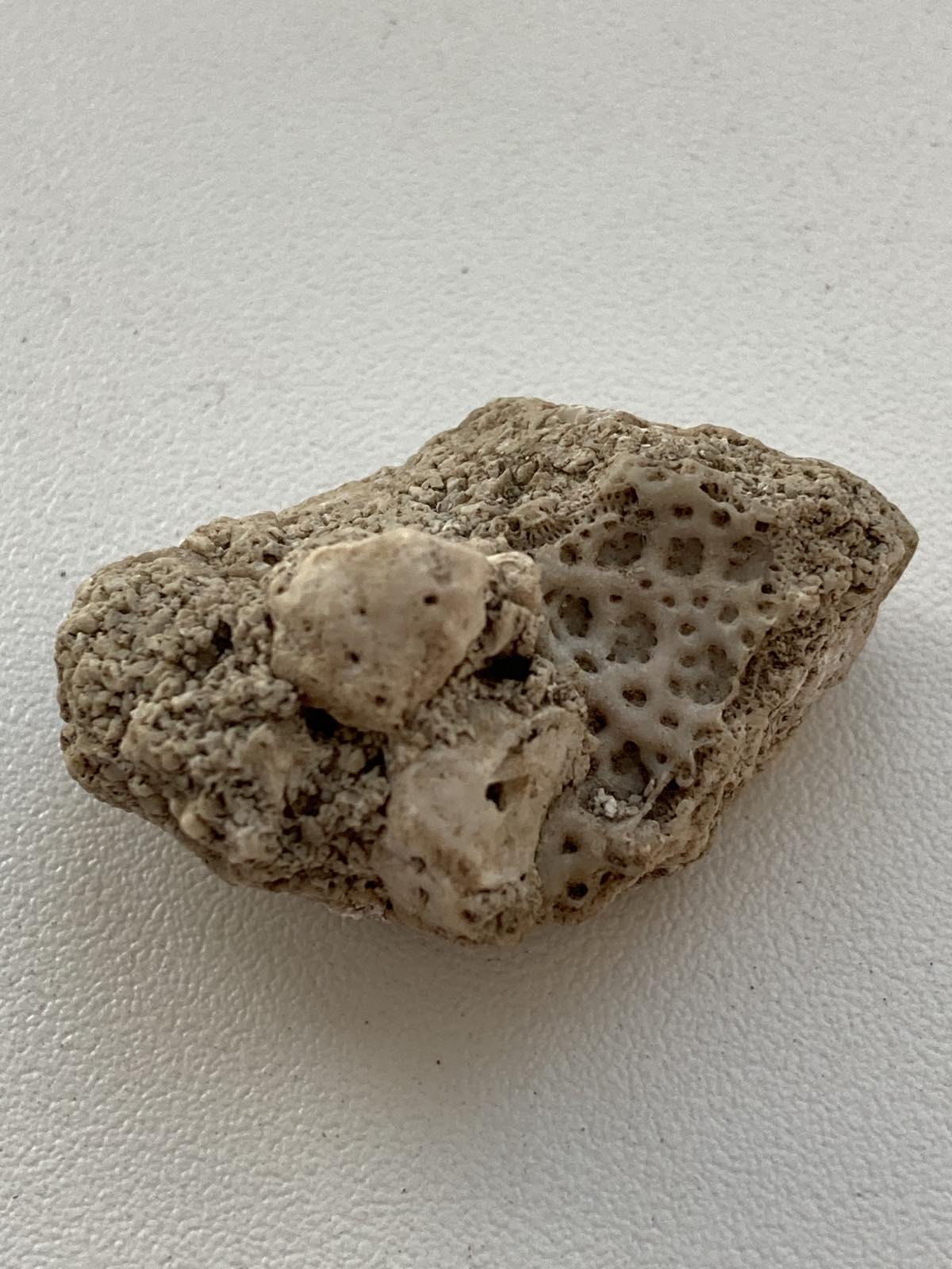 Силур | Fossils